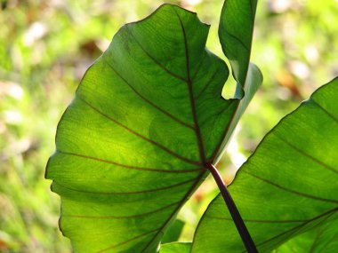 Arka plan, seçici odak fil kulakları Taro colocasia esculenta bırakır