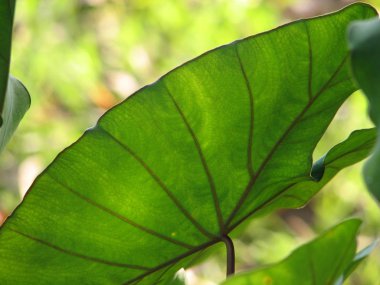 Arka plan, seçici odak fil kulakları Taro colocasia esculenta bırakır