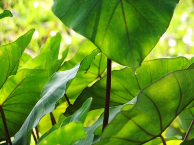 Arka plan, seçici odak fil kulakları Taro colocasia esculenta bırakır