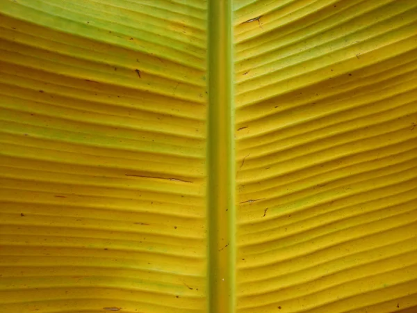 Banana palm tree green leaf close-up background — Stock Photo, Image