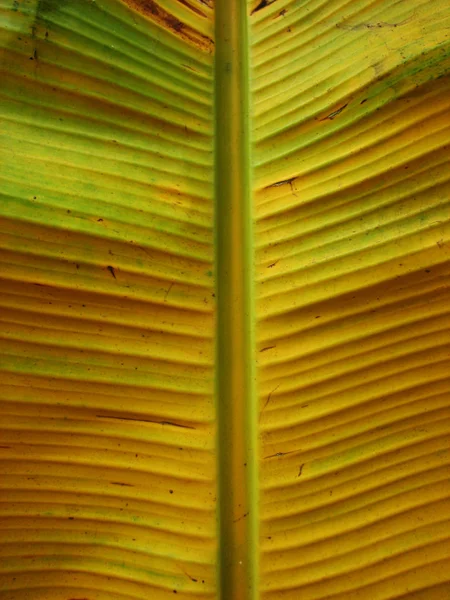 Banán palmový strom zelený list close-up pozadí — Stock fotografie