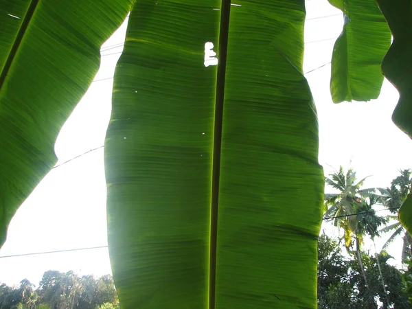 Banana palmeira folha verde close-up fundo — Fotografia de Stock