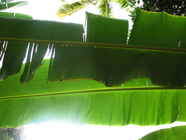 香蕉棕榈树绿叶特写背景 — 图库照片