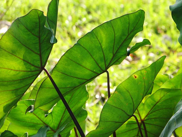 Olifant oren Taro colocasia esculenta verlaat achtergrond, selectieve aandacht — Stockfoto