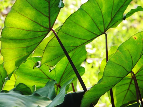 Olifant oren Taro colocasia esculenta verlaat achtergrond, selectieve aandacht — Stockfoto