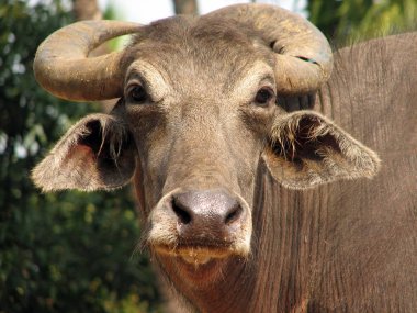 Baş shot buffalo. Hindistan'da görüldü