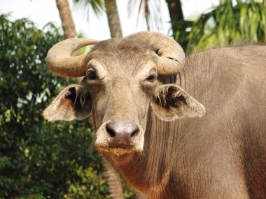 Baş shot buffalo. Hindistan'da görüldü