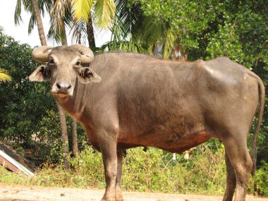 Baş shot buffalo. Hindistan'da görüldü