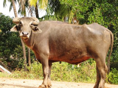 Baş shot buffalo. Hindistan'da görüldü