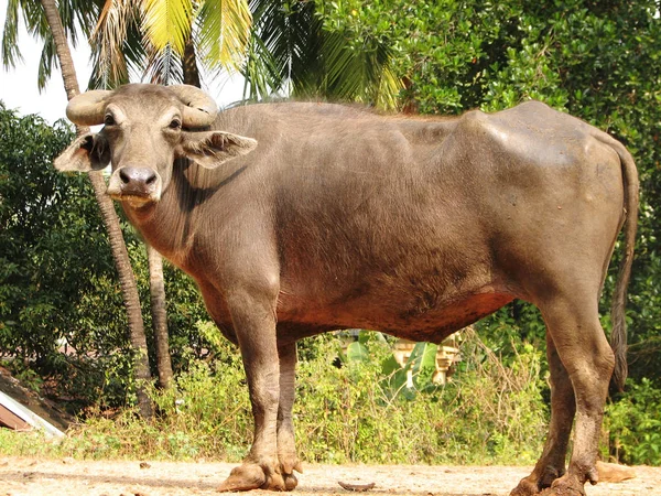 Tête de buffle. Vu en Inde — Photo