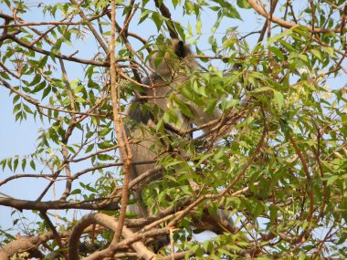 Langurlar Presbytis TELLUS içinde Karnataka, Hindistan