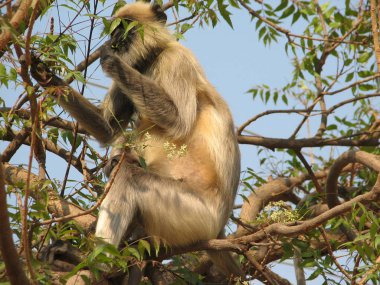 Langurlar Presbytis TELLUS içinde Karnataka, Hindistan