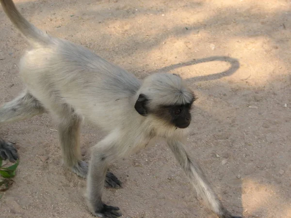 Langurs Presbytis entellus у штаті Карнатака, Індія — стокове фото