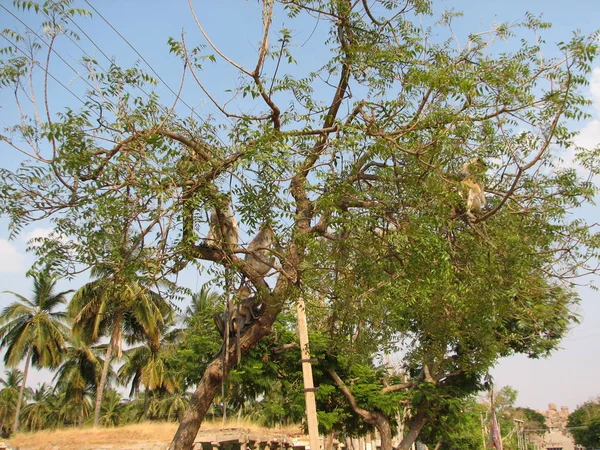 Langurs Presbytis entellus у штаті Карнатака, Індія — стокове фото