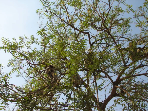 Langurs presbytis entellus in, karnataka, indien — Stockfoto