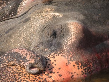 Hintli fil nehre banyo.