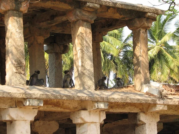 Langurs Presbytis entellus v Karnataka, Indie — Stock fotografie