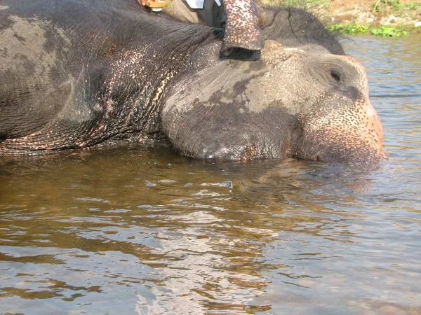 Elefante indio tomando un baño en el río . — Foto de Stock