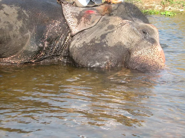 Elefante indio tomando un baño en el río . — Foto de Stock