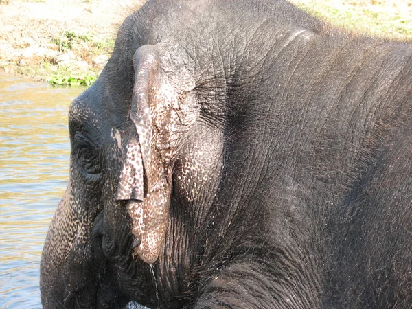 Elefante indio tomando un baño en el río . — Foto de Stock