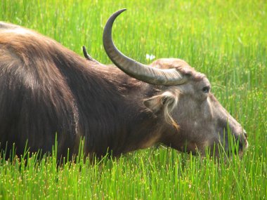Baş shot buffalo. Hindistan'da görüldü