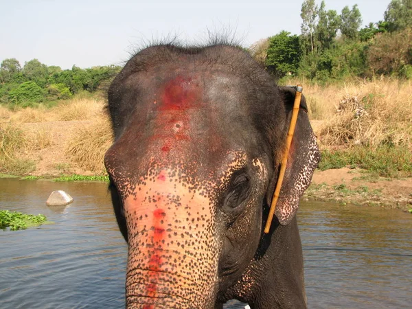 Elefante indio tomando un baño en el río . — Foto de Stock