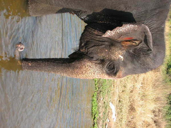 Elefante indio tomando un baño en el río . — Foto de Stock