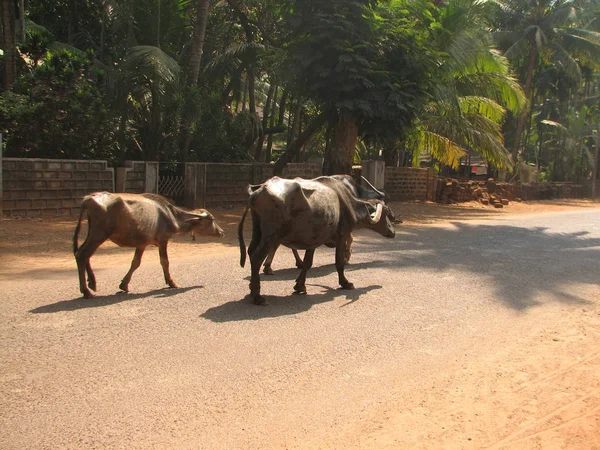 Cabeza de búfalo. Visto en India — Foto de Stock