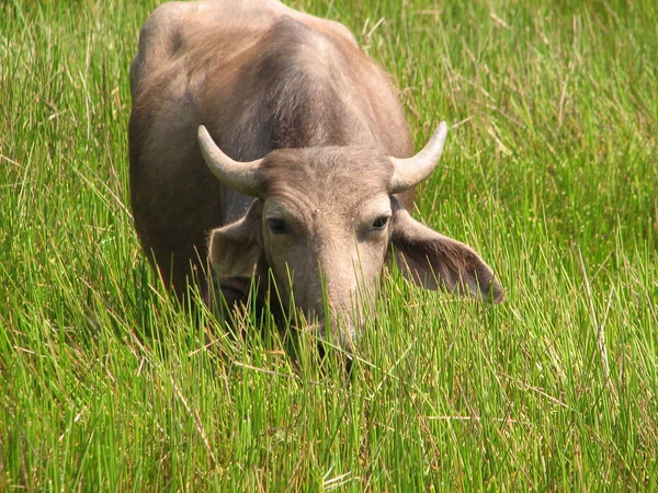 Tête de buffle. Vu en Inde — Photo