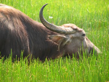 Baş shot buffalo. Hindistan'da görüldü