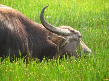Baş shot buffalo. Hindistan'da görüldü