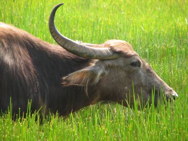 Baş shot buffalo. Hindistan'da görüldü