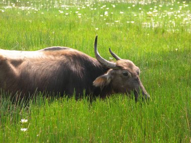 Baş shot buffalo. Hindistan'da görüldü