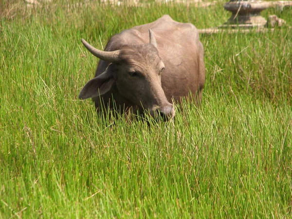 Baş shot buffalo. Hindistan'da görüldü — Stok fotoğraf
