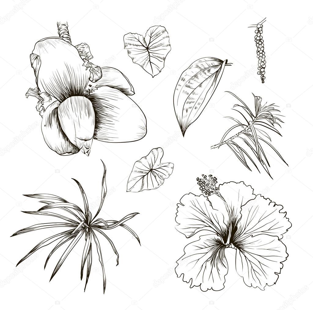 Hand drawn branches and leaves of tropical plants. Palm fronds isolated