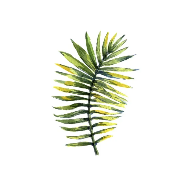 Aquarell tropische Blätter isoliert auf weißem Hintergrund. Vektorillustration — Stockvektor