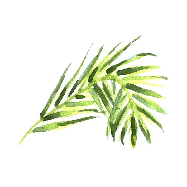 Akvarell tropiska löv isolerade på vit bakgrund. Vektorillustration — Stock vektor