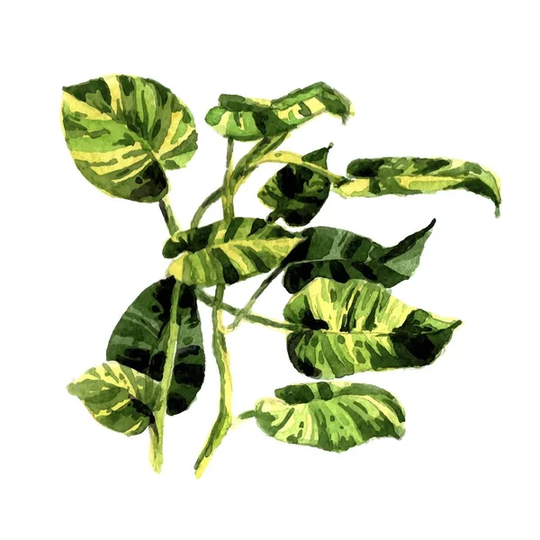 Aquarell tropische Blätter isoliert — Stockvektor