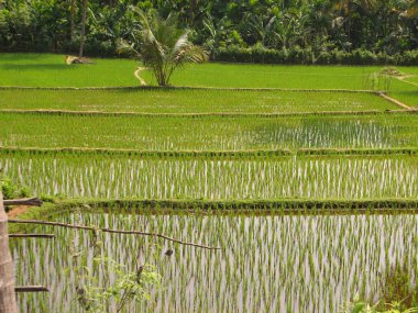 Yeşil pirinç tarlası