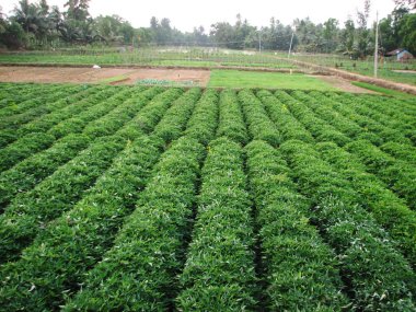 Yeşil tatlı patates bitki. Yaprak sebze.