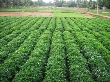 Yeşil tatlı patates bitki. Yaprak sebze.