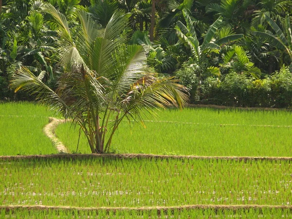 Campo de arroz verde — Fotografia de Stock