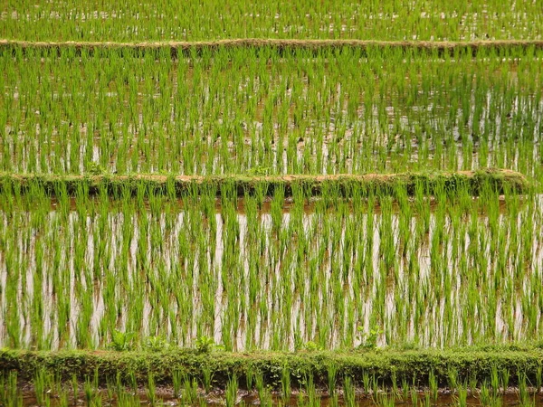 Campo de arroz verde — Foto de Stock