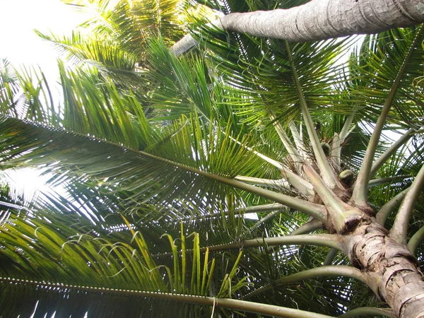 Palm v slunečný den. Palm v slunečný den z níže. Vertikální venku shot. — Stock fotografie