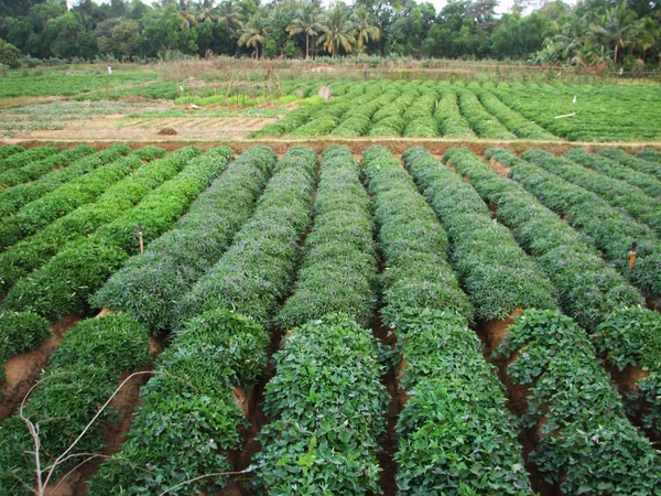 Planta de batata-doce verde. Folha de legumes . — Fotografia de Stock