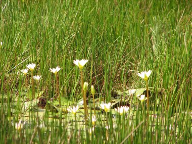 biraz dalsızdır veya su