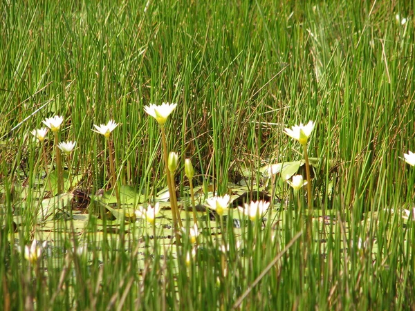 Een beetje lotussen of water — Stockfoto