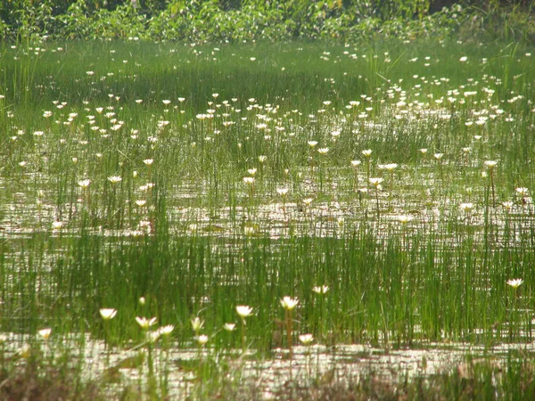 Ein wenig Lotusblüten oder Wasser — Stockfoto