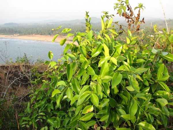 Latar belakang daun panjang hijau — Stok Foto