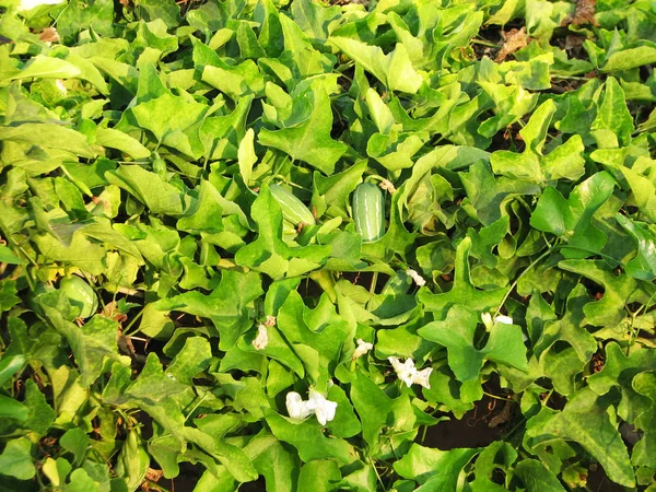 Grön långa blad bakgrund — Stockfoto
